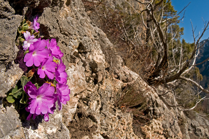 Primula allionii, di Allioni, primula rara, fiori di montagna